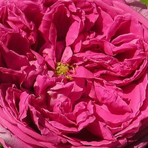 Rosa Aurelia Liffa - trandafir cu parfum discret - Trandafir copac cu trunchi înalt - cu flori tip trandafiri englezești - roz - Rudolf Geschwind - coroană curgătoare - ,-